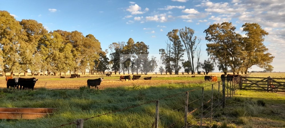 Campo mixto en venta en Juarez