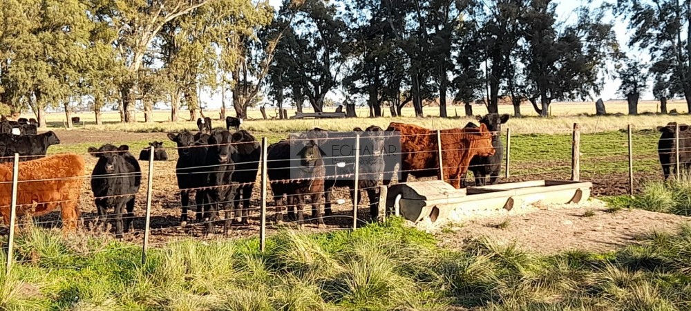 Campo mixto en venta en Juarez